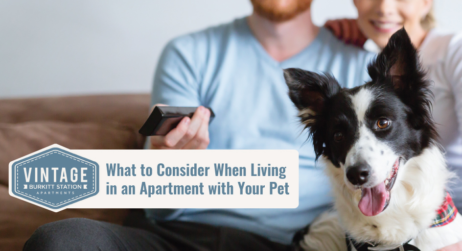how can i exercise my dog if i live in an apartment
